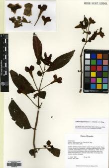 Type specimen at Edinburgh (E). Clark, John; Dunn, Richard; Sabbe, P.: 2408. Barcode: E00564770.