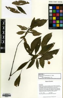 Type specimen at Edinburgh (E). Clark, J.L.: 10000. Barcode: E00564771.