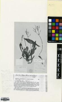Type specimen at Edinburgh (E). Balansa, Benedict: 4293. Barcode: E00564773.