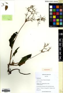 Type specimen at Edinburgh (E). : 4566. Barcode: E00564776.