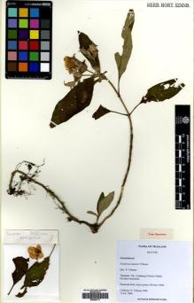 Type specimen at Edinburgh (E). Triboun, Pramote: 3606. Barcode: E00564777.
