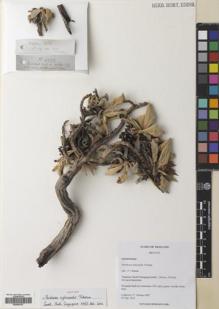 Type specimen at Edinburgh (E). Triboun, Pramote: 4585. Barcode: E00564787.