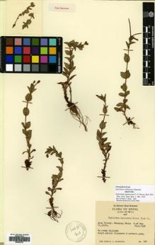 Type specimen at Edinburgh (E). Stainton, John: 726. Barcode: E00564793.