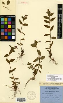 Type specimen at Edinburgh (E). Ludlow, Frank; Sherriff, George; Taylor, George: 5075. Barcode: E00564794.