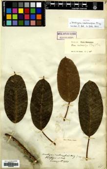 Type specimen at Edinburgh (E). Cuming, Hugh: 1930. Barcode: E00564802.