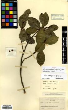 Type specimen at Edinburgh (E). Ching, Ren-Chang: 1917. Barcode: E00564803.