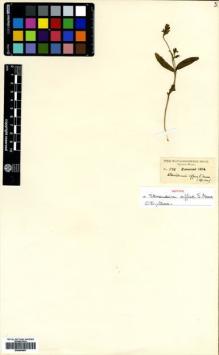 Type specimen at Edinburgh (E). Moore, Spencer Le Marchant: 588. Barcode: E00564807.