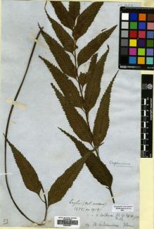 Type specimen at Edinburgh (E). : 1958. Barcode: E00564821.