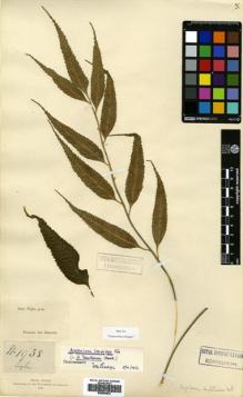 Type specimen at Edinburgh (E). : 1958. Barcode: E00564822.