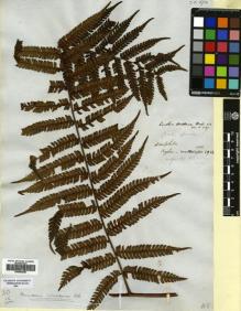 Type specimen at Edinburgh (E). Hooker, William: . Barcode: E00564826.
