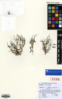 Type specimen at Edinburgh (E). Bruyns, Peter: 9729. Barcode: E00564833.