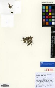 Type specimen at Edinburgh (E). Bruyns, P.; Theron, S.: 4839. Barcode: E00564834.