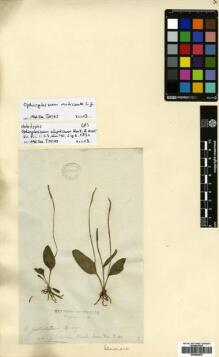 Type specimen at Edinburgh (E). : . Barcode: E00564839.