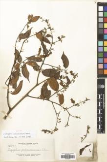 Type specimen at Edinburgh (E). Elmer, Adolph: 12891. Barcode: E00564893.