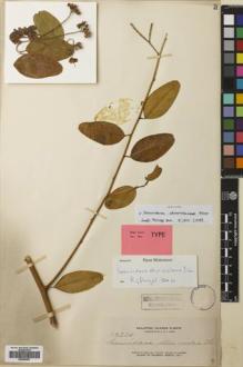 Type specimen at Edinburgh (E). Elmer, Adolph: 12774. Barcode: E00564897.