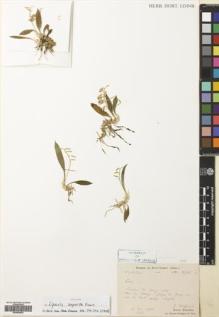 Type specimen at Edinburgh (E). Chaffanjon, Jean; Bodinier, Emile: 2546. Barcode: E00564900.