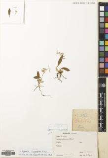 Type specimen at Edinburgh (E). Chaffanjon, Jean; Bodinier, Emile: 2546. Barcode: E00564901.