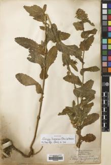 Type specimen at Edinburgh (E). Schimper, Georg: 1123. Barcode: E00566645.