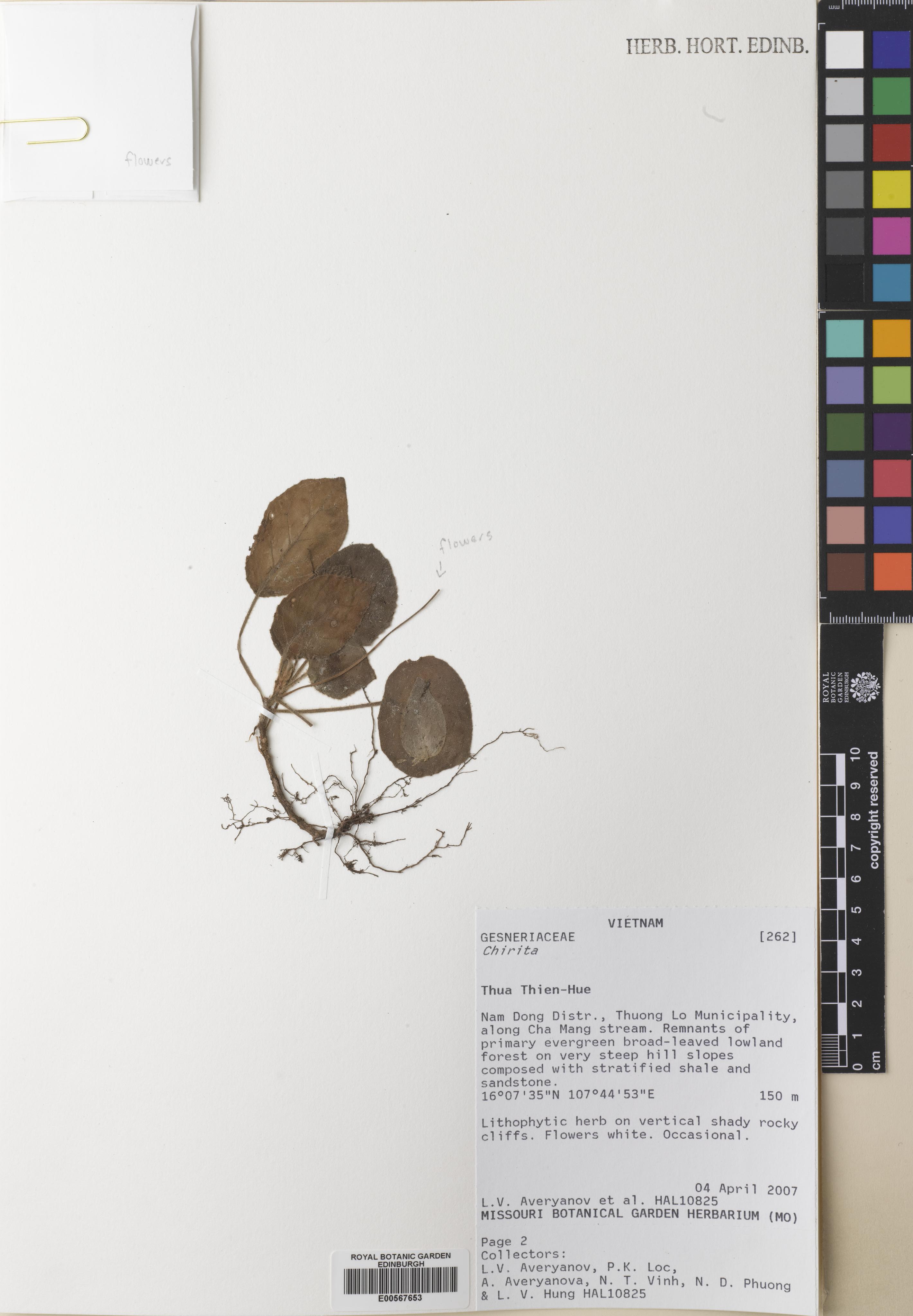 Metapetrocosmea poilanei — ảnh 2