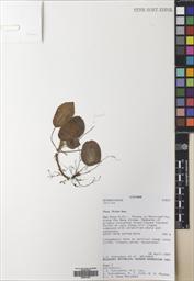 Metapetrocosmea poilanei — ảnh 3