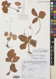 Type specimen at Edinburgh (E). Keratikorkol, A.: 366. Barcode: E00567664.