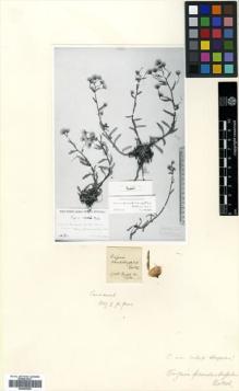 Type specimen at Edinburgh (E). Busch, Nicolai; Busch, Elizaveta: . Barcode: E00569292.