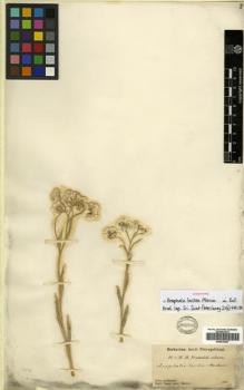 Type specimen at Edinburgh (E). Przewalski, Nikolai: . Barcode: E00570007.