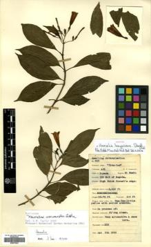 Type specimen at Edinburgh (E). Lawrence, Alexander: 503. Barcode: E00570022.