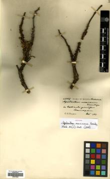 Type specimen at Edinburgh (E). Purpus, Carl: 2207. Barcode: E00570024.
