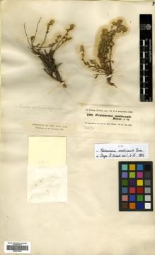 Type specimen at Edinburgh (E). Kotschy, Carl (Karl): 728. Barcode: E00570054.