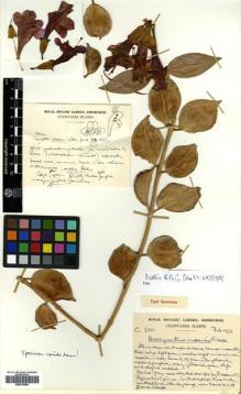 Type specimen at Edinburgh (E). Cultivated Plant of the RBGE (CULTE): C6701. Barcode: E00570084.