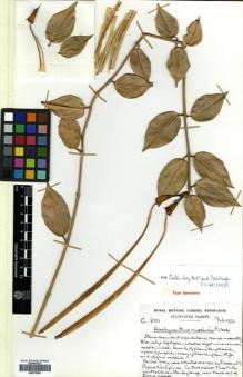 Type specimen at Edinburgh (E). Cultivated Plant of the RBGE (CULTE): C6701. Barcode: E00570085.
