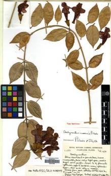 Type specimen at Edinburgh (E). Cultivated Plant of the RBGE (CULTE): C6701. Barcode: E00570086.