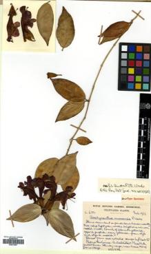 Type specimen at Edinburgh (E). Cultivated Plant of the RBGE (CULTE): C6701. Barcode: E00570087.