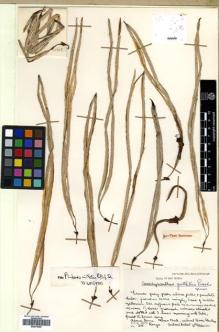 Type specimen at Edinburgh (E). Woods, Patrick: 215. Barcode: E00570089.