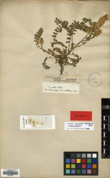 Type specimen at Edinburgh (E). Calvert, Henry; Zohrab, J.: . Barcode: E00570098.