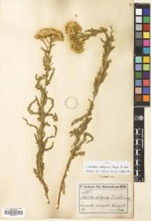 Type specimen at Edinburgh (E). Sintenis, Paul: 1062. Barcode: E00570101.