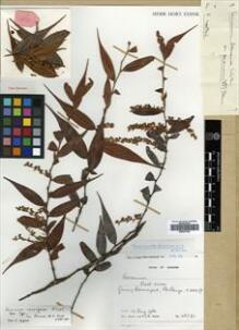 Type specimen at Edinburgh (E). Burtt, Brian; Woods, Patrick: 2781. Barcode: E00570103.