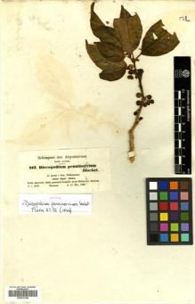 Type specimen at Edinburgh (E). Schimper, Karl: 917. Barcode: E00570106.