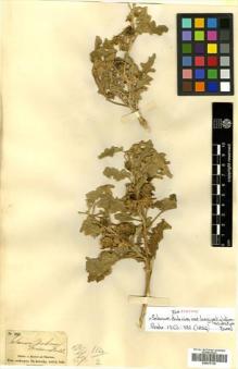 Type specimen at Edinburgh (E). Kotschy, Carl (Karl): 263. Barcode: E00570109.
