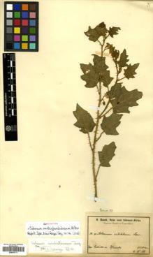 Type specimen at Edinburgh (E). Baum, Hugo: 83. Barcode: E00570111.