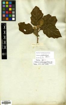 Type specimen at Edinburgh (E). Saltzmann: . Barcode: E00570116.