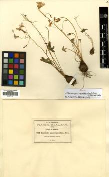 Type specimen at Edinburgh (E). Pringle, Cyrus: 8821. Barcode: E00570118.