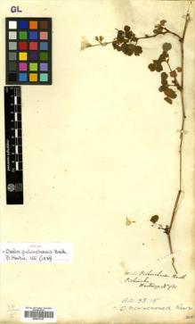 Type specimen at Edinburgh (E). Hartweg, Karl: 931. Barcode: E00570127.