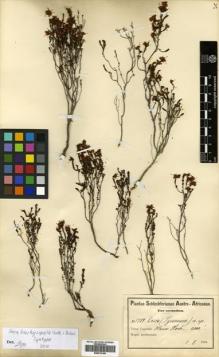 Type specimen at Edinburgh (E). Schlechter, Friedrich: 7789. Barcode: E00570159.