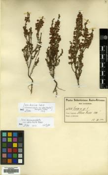 Type specimen at Edinburgh (E). Schlechter, Friedrich: 7606. Barcode: E00570161.