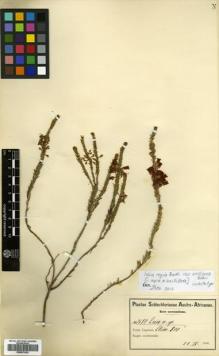 Type specimen at Edinburgh (E). Schlechter, Friedrich: 7680. Barcode: E00570162.
