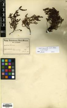 Type specimen at Edinburgh (E). Schlechter, Friedrich: 10445. Barcode: E00570164.
