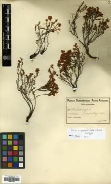Type specimen at Edinburgh (E). Schlechter, Friedrich: 7495. Barcode: E00570165.