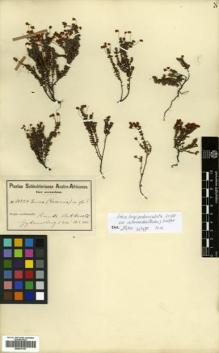 Type specimen at Edinburgh (E). Schlechter, Friedrich: 10224. Barcode: E00570167.